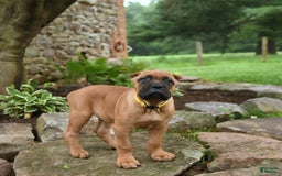 Cane Corso dogs for sale: Toby - Image 12