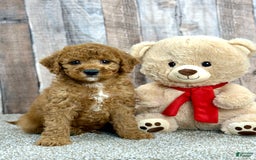 Mini Goldendoodle dogs for sale: Lemon - Image 4