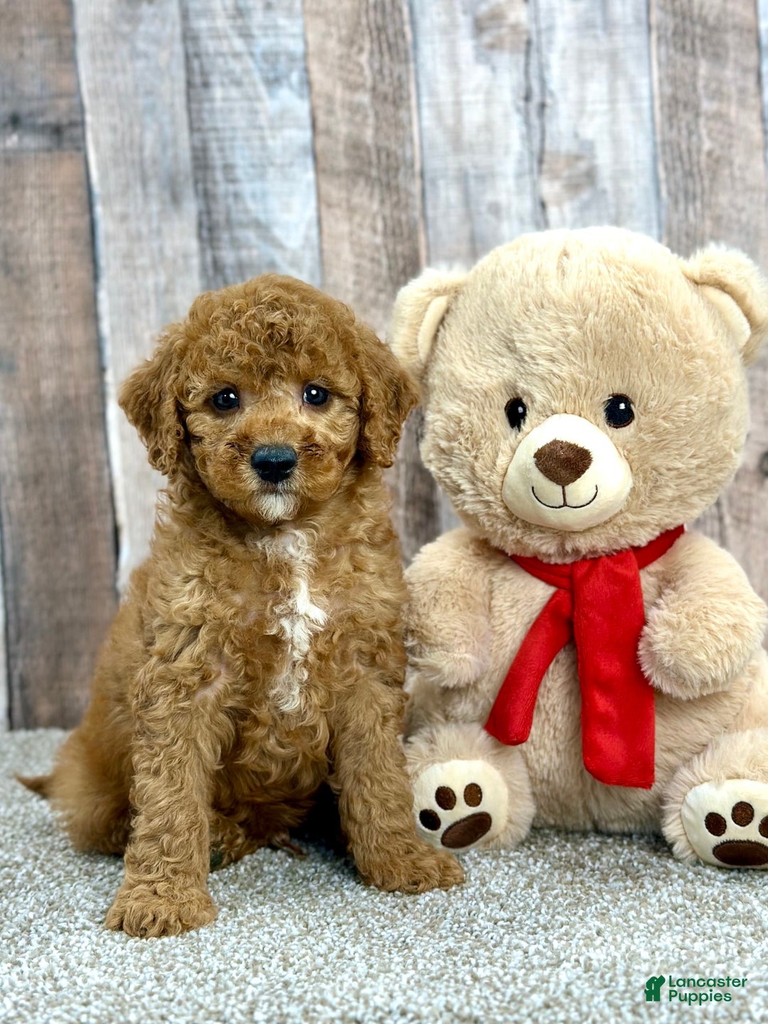 Mini Goldendoodle dogs for sale: Lemon - Image 4