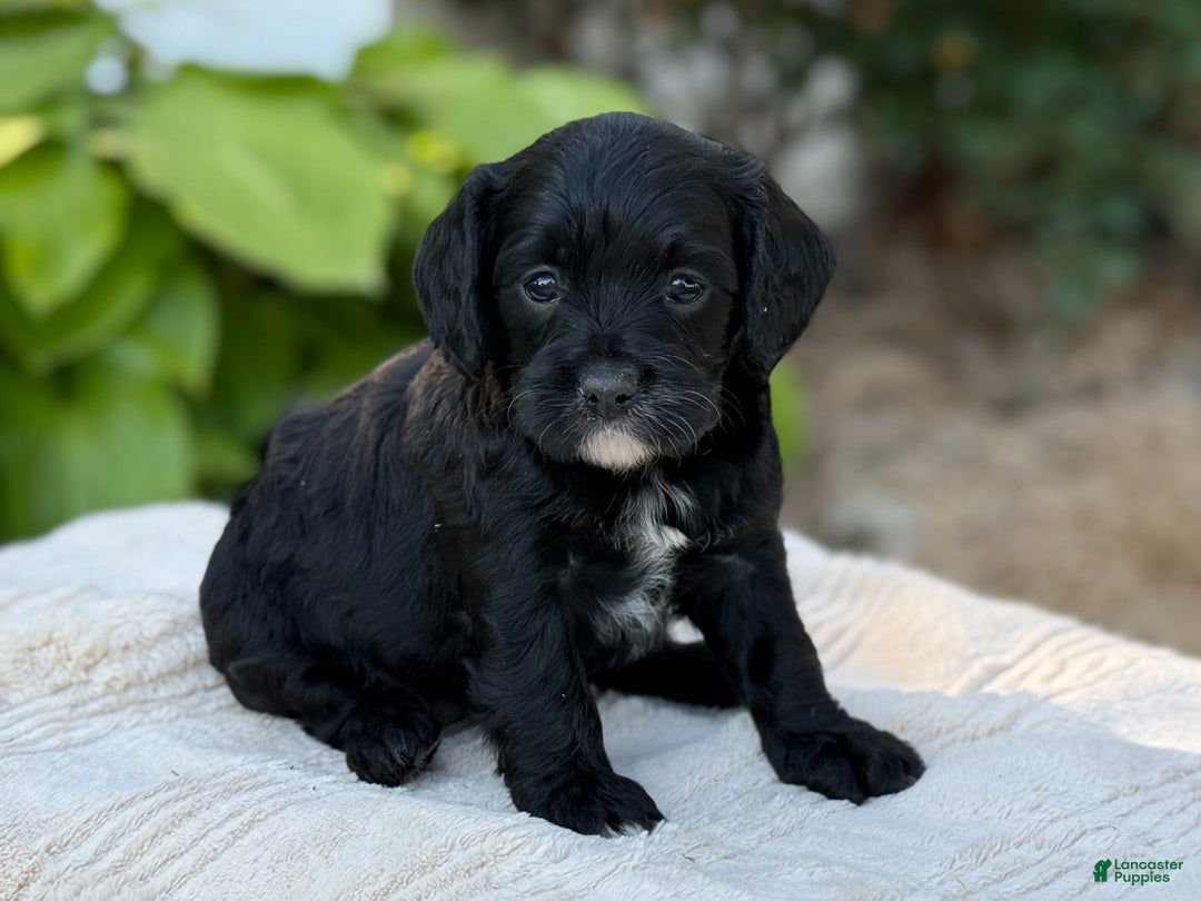 Cavapoo dogs for sale: Lucy - Image 19