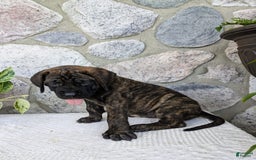 English Mastiff dogs for sale: Bella - Image 5