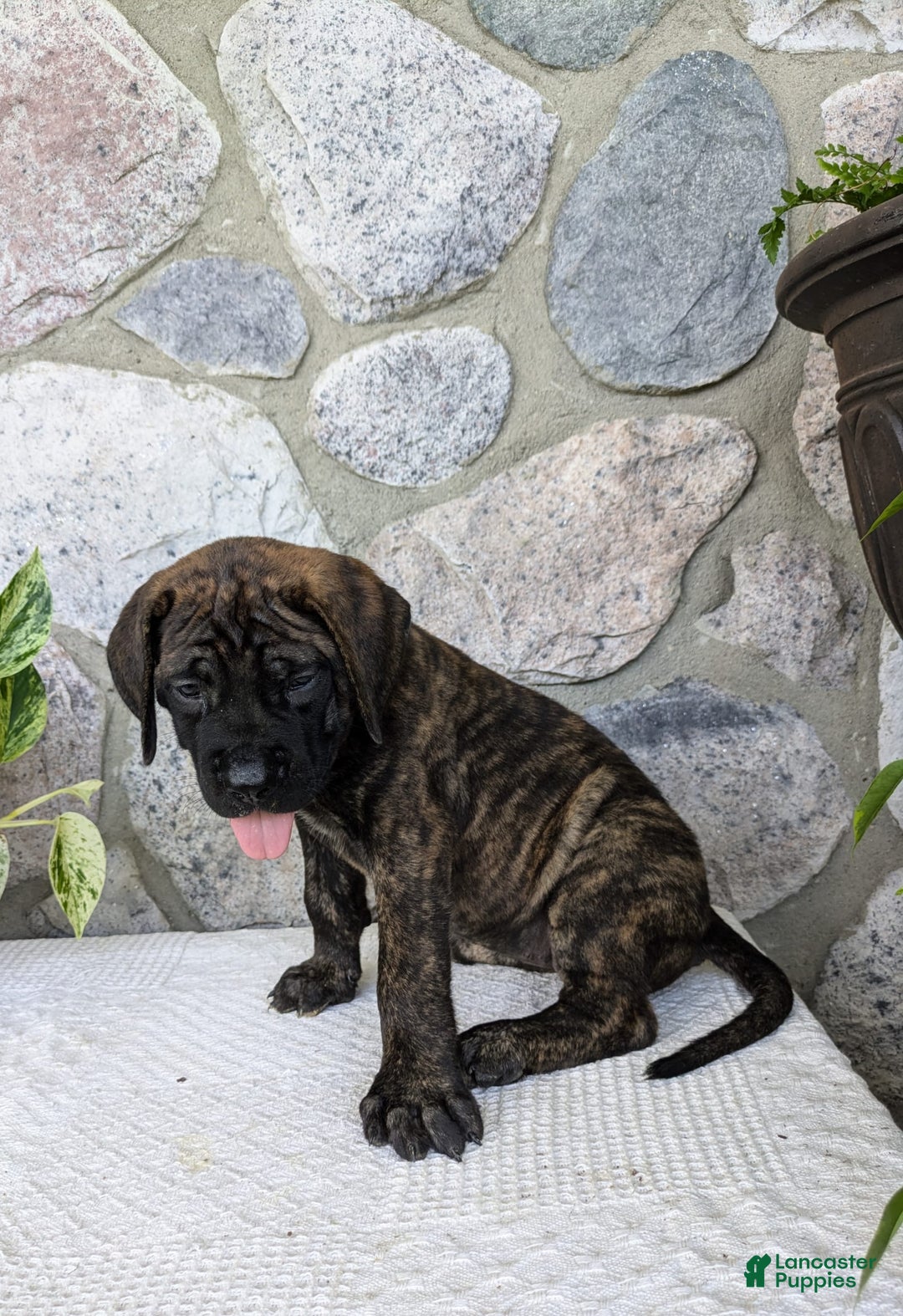 English Mastiff dogs for sale: Bella - Image 5