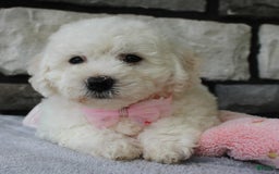 Bichon Frise dogs for sale: Lenny - Image 6