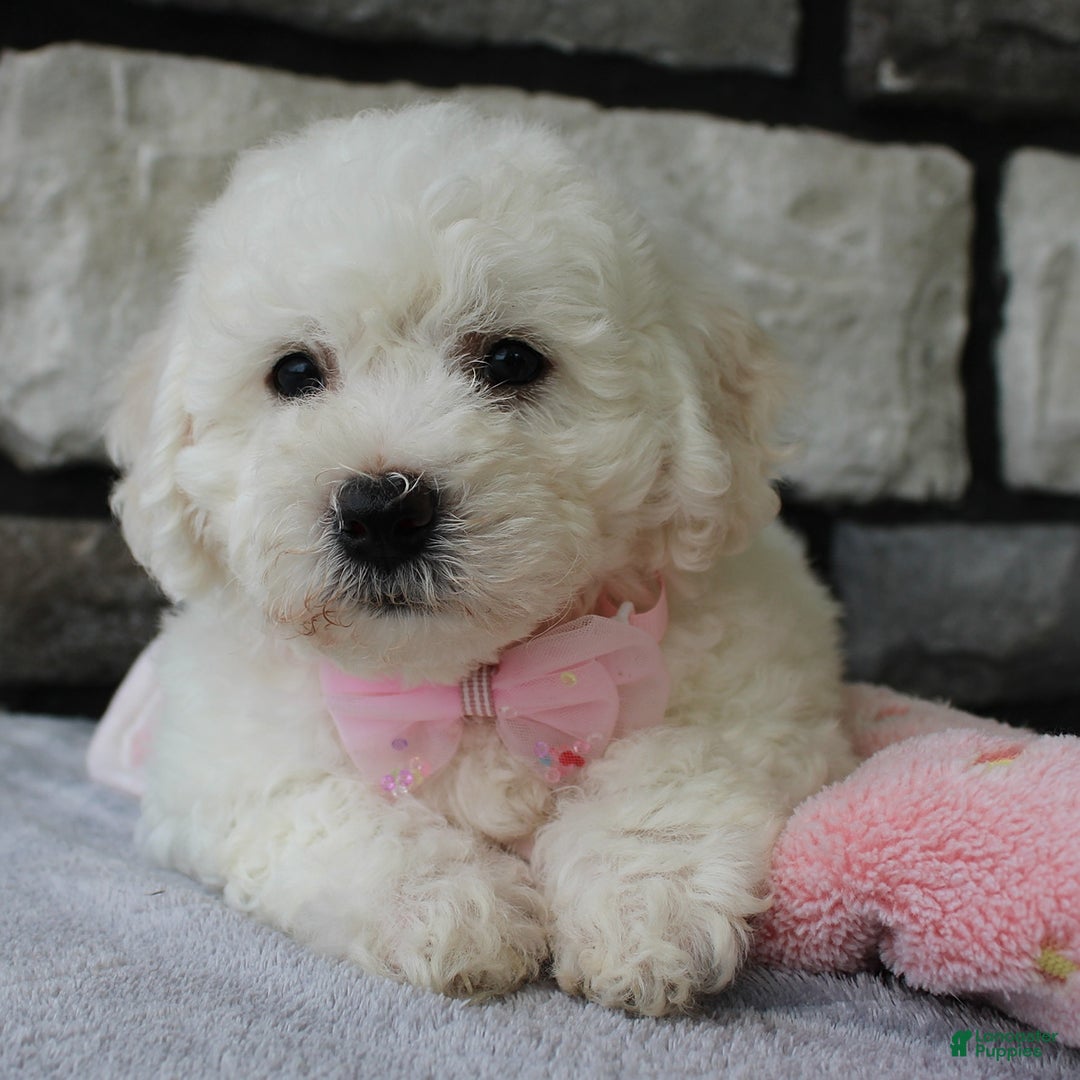 Bichon Frise dogs for sale: Lenny - Image 6