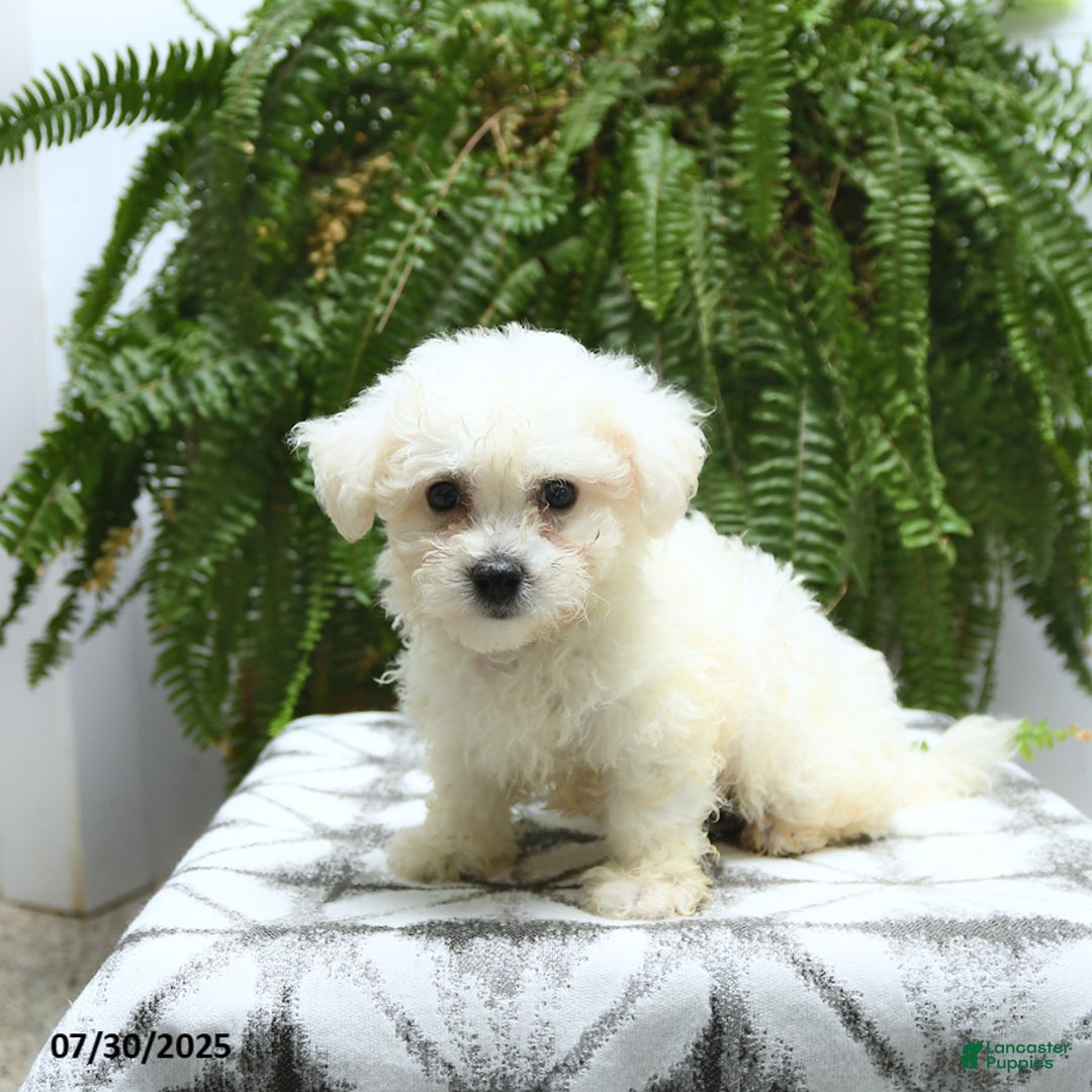 Bichon Frise dogs for sale: Zane - Image 4
