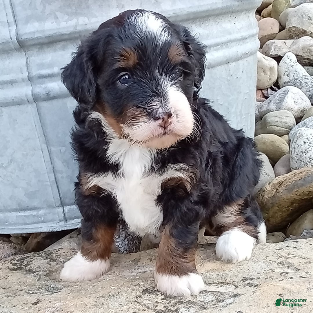 Mini Bernedoodle dogs for sale: Oakley - Image 32