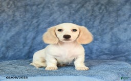 Miniature Dachshund dogs for sale: Seth - Image 4
