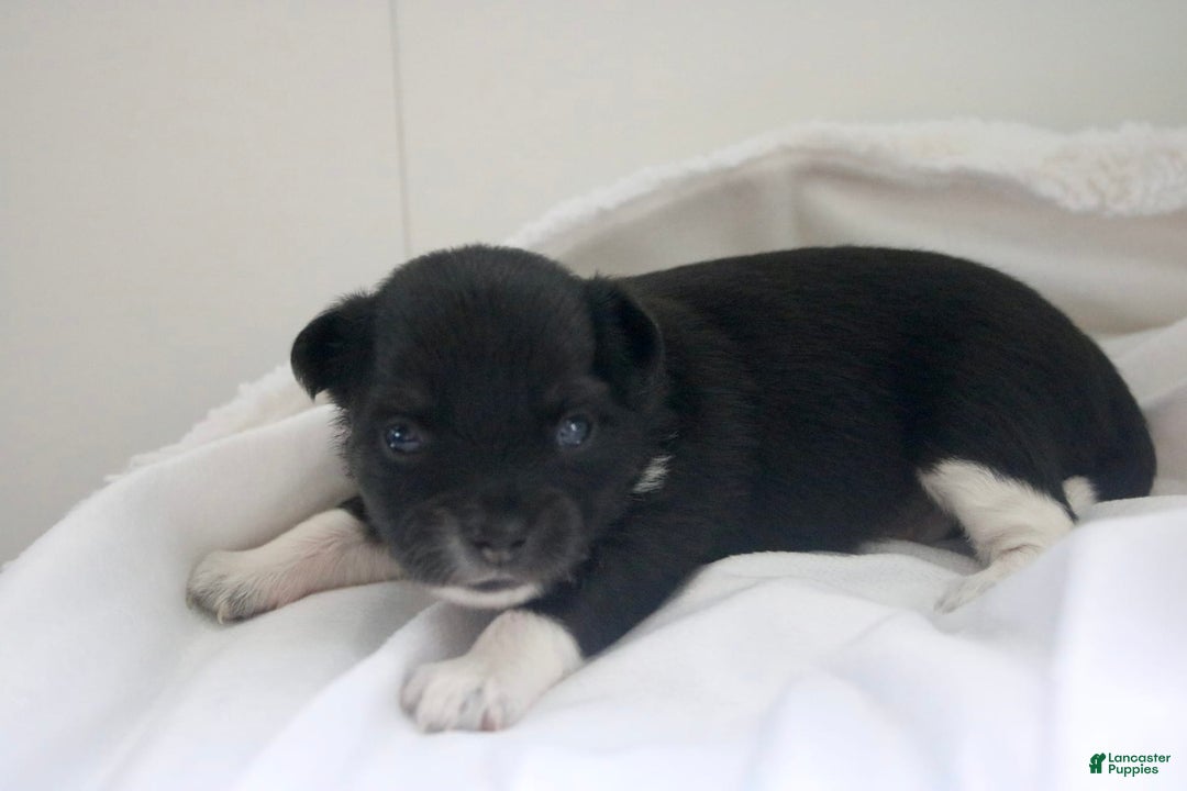 Chihuahua dogs for sale: Lydia - Image 2