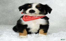 Miniature Australian Shepherd dogs for sale: Colby - Image 7