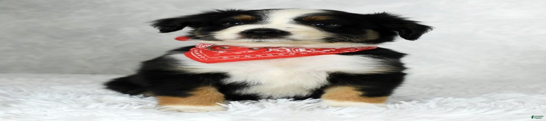 Colby