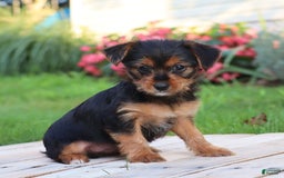 Yorkshire Terrier dogs for sale: Leo - Image 7