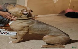 American Bully dogs for sale: Tony - Image 10