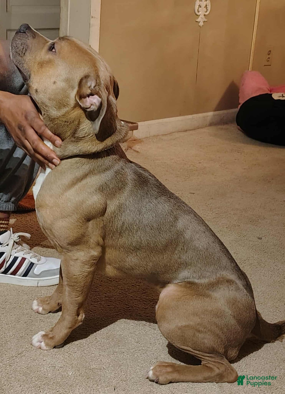 American Bully dogs for sale: Tony - Image 10