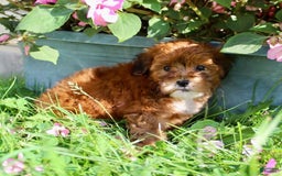 Shihpoo dogs for sale: Lulu - Image 4