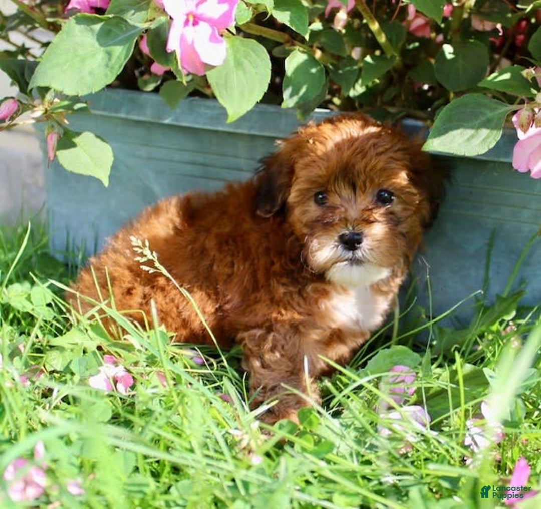 Shihpoo dogs for sale: Lulu - Image 4