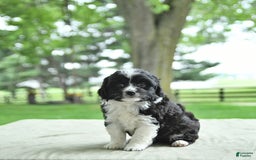 Mini Aussiedoodle dogs for sale: Walker - Image 14