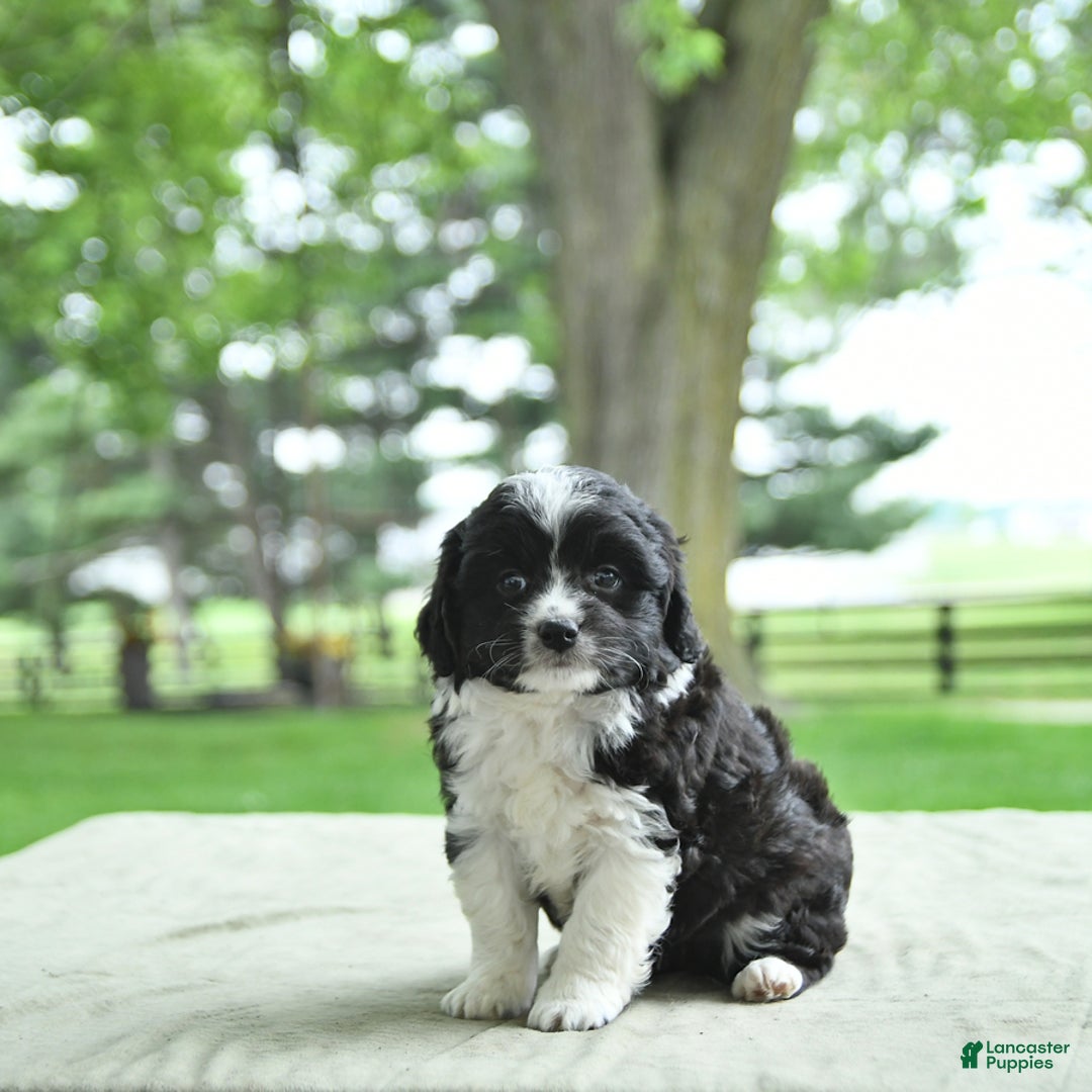 Mini Aussiedoodle dogs for sale: Walker - Image 14