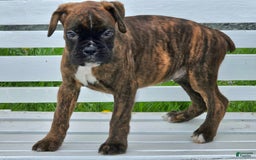 Boxer dogs for sale: Beautiful European Health Tested Parents - Listing for pets: Beautiful European Health Tested Parents, Brady European Boxer health tested, Cream De Coco, Lilly European - Image 6