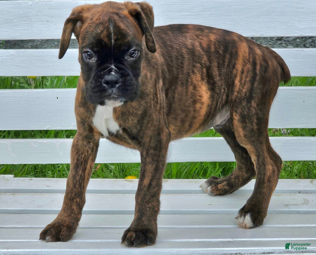 Boxer dogs for sale: Beautiful European Health Tested Parents - Listing for pets: Beautiful European Health Tested Parents, Brady European Boxer health tested, Cream De Coco, Lilly European - Image 6
