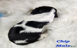 English Springer Spaniel dogs for sale: Chip - Image 2