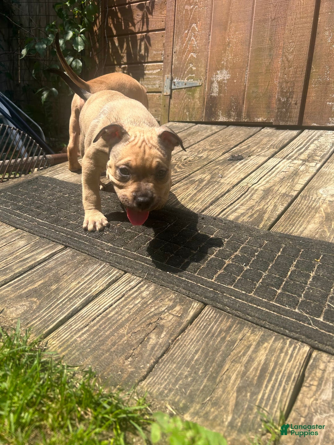 American Bully dogs for sale: Enzo - Image 10