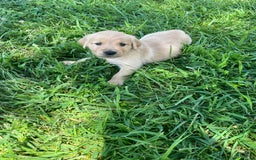 Golden Retriever dogs for sale: Tan - Image 1