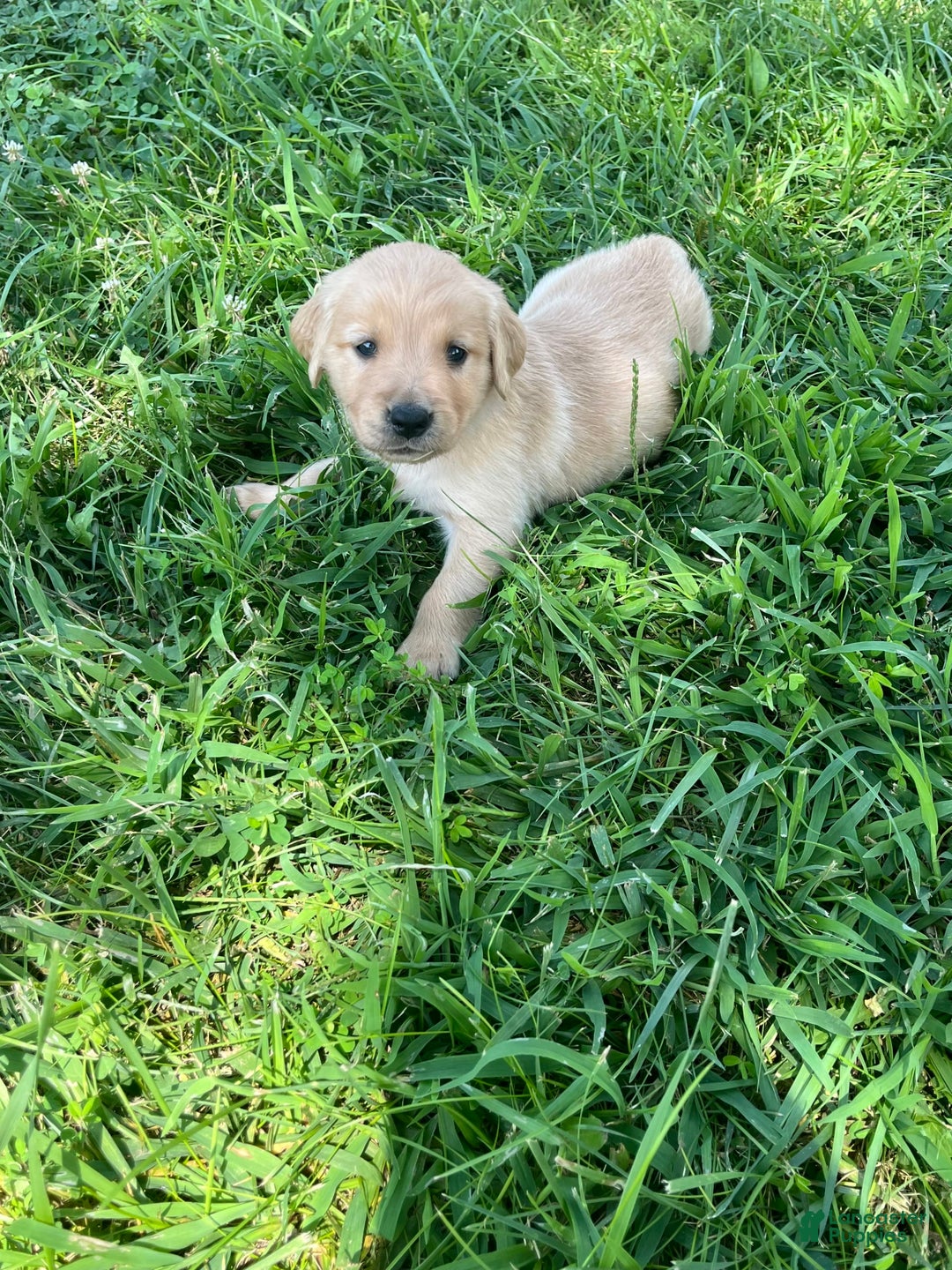 Golden Retriever dogs for sale: Tan - Image 1