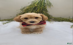 Bichpoo dogs for sale: Mark - Image 2