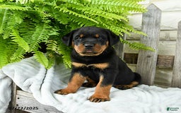 Rottweiler dogs for sale: Sparkey - Image 1