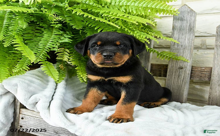 Rottweiler dogs for sale - Ad 2