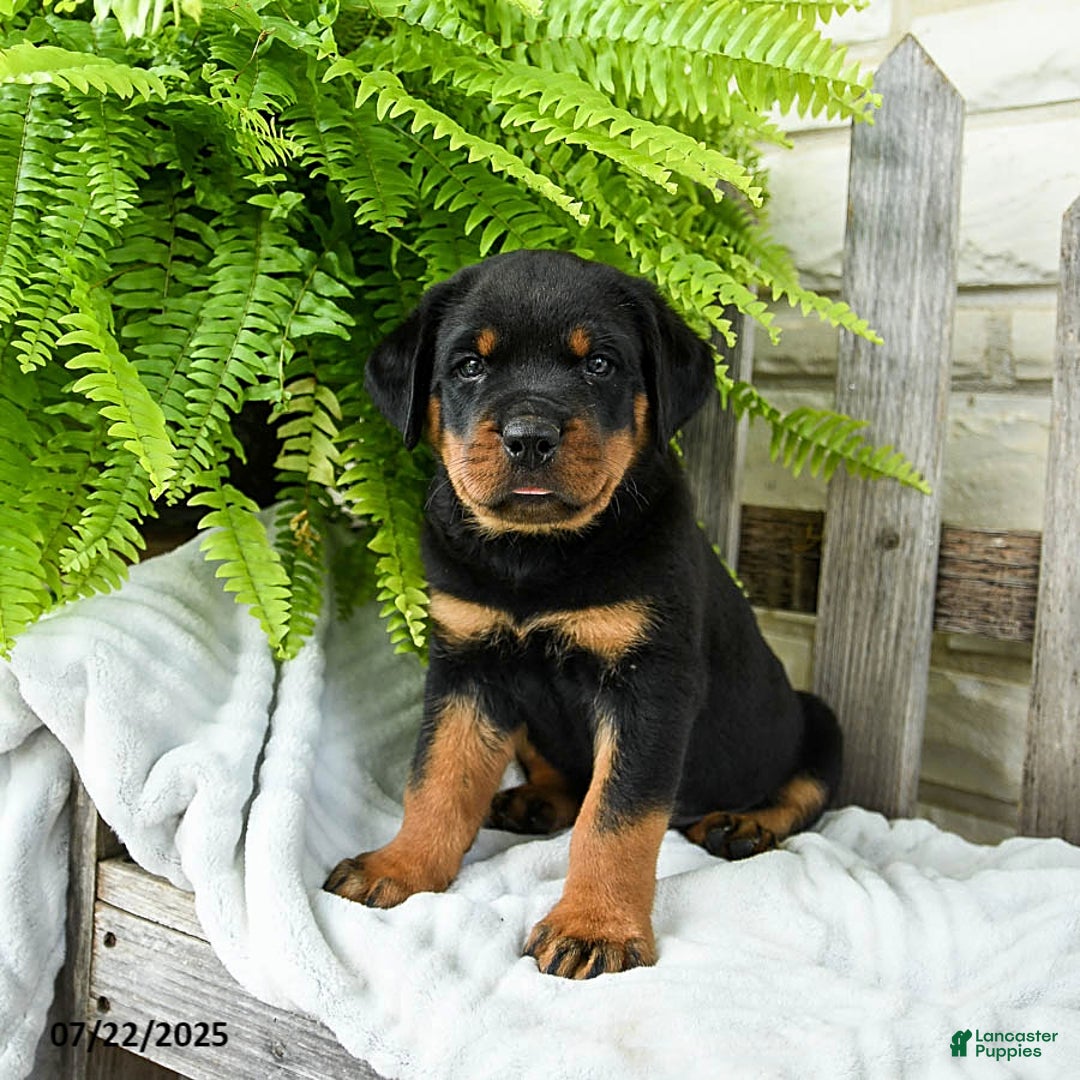 Rottweiler dogs for sale: Sparkey - Image 1