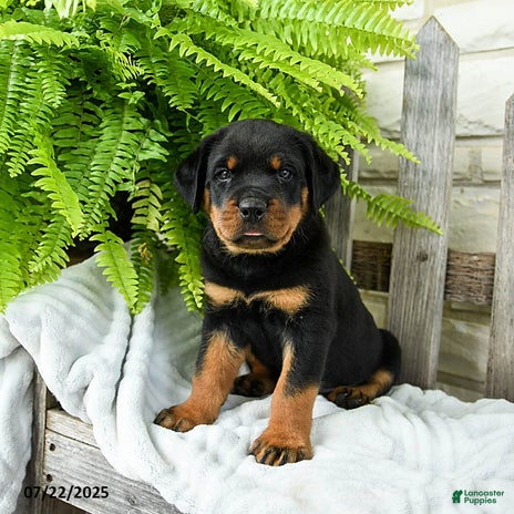 Rottweiler dogs for sale - Ad 2