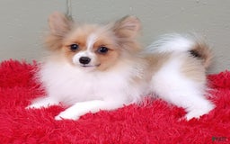Pomeranian dogs for sale: Clark - Image 15