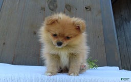 Pomeranian dogs for sale: Sandy - Image 4