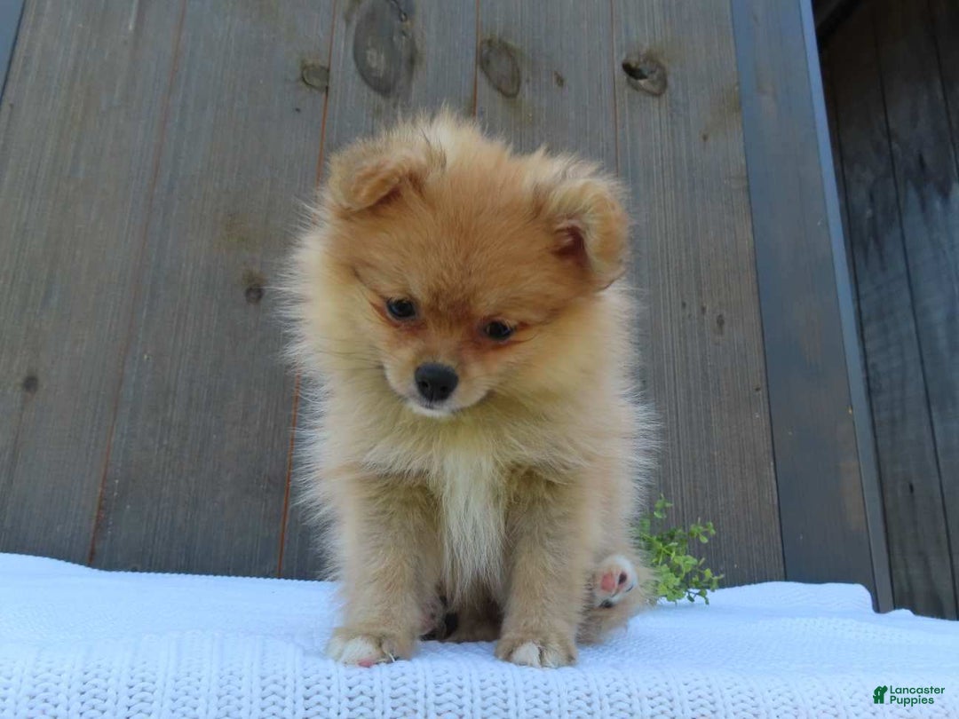 Pomeranian dogs for sale: Sandy - Image 4