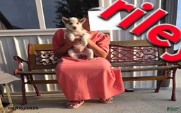 Siberian Husky dogs for sale: Riley - Image 1