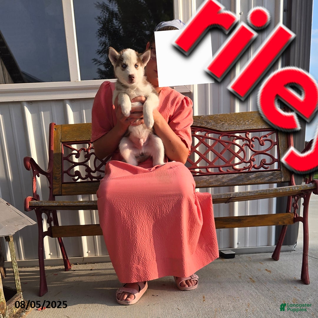 Siberian Husky dogs for sale: Riley - Image 1