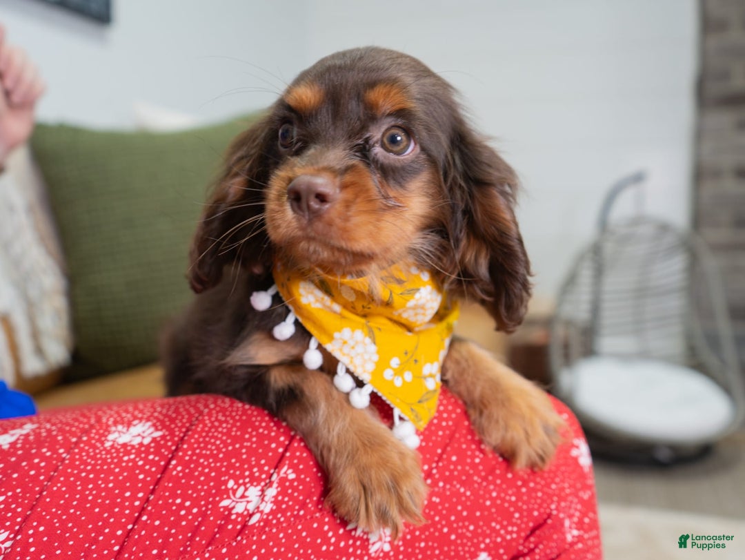 Cavalier King Charles Spaniel dogs for sale: Lance - Image 3