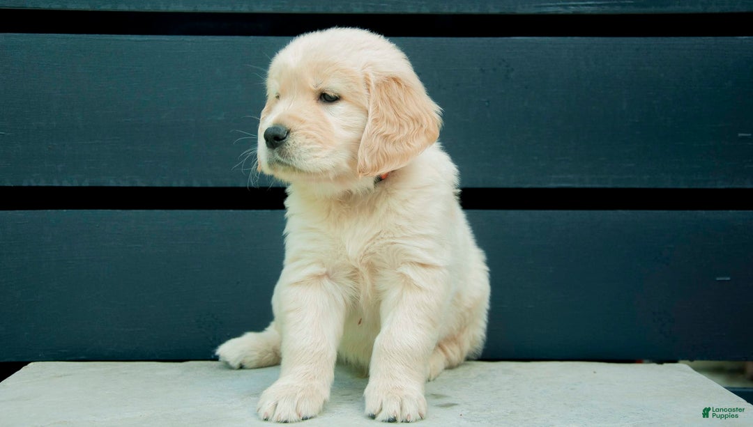 Golden Retriever dogs for sale: Happy Aka Orange - Image 2