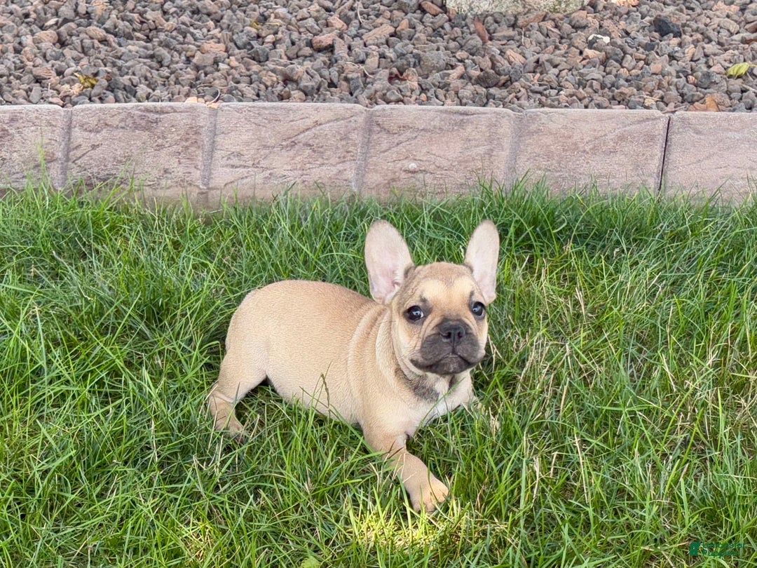 French Bulldog dogs for sale: Sandy - Image 4