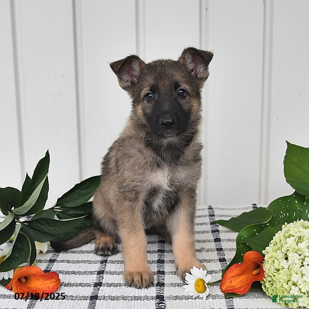 German Shepherd dogs for sale: Kayla - Image 1