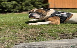 American Bulldog dogs for sale: Sonny - Image 4
