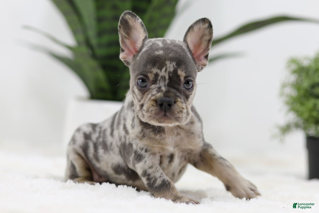 French Bulldog dogs for sale: French Bulldog 5 puppies - Image 4