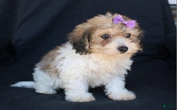 Bichpoo dogs for sale: Bichpoo 5 puppies - Image 16