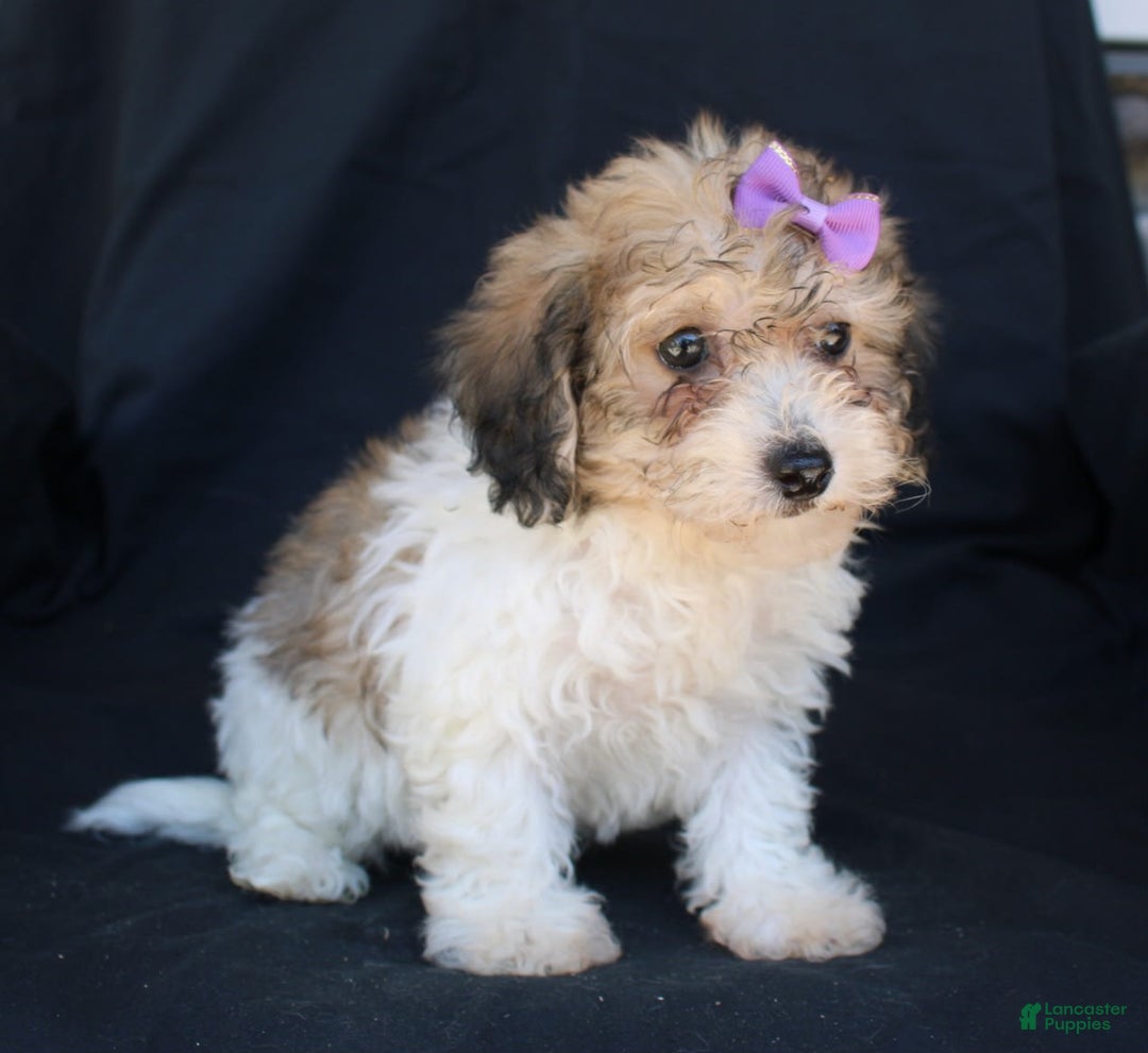 Bichpoo dogs for sale: Bichpoo 5 puppies - Image 16