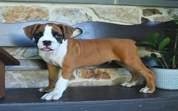 Boxer dogs for sale: Flynn - Image 5