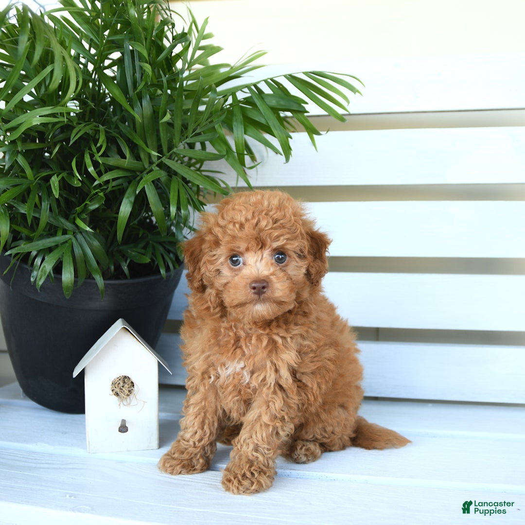 Bichpoo dogs for sale: Julian - Image 5