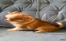 Pomchi dogs for sale: Bitsy - Image 5