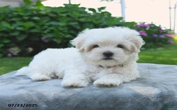 Maltese dogs for sale: Lenny - Image 4