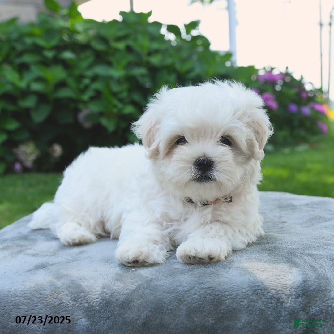 Maltese dogs for sale: Lenny - Image 4
